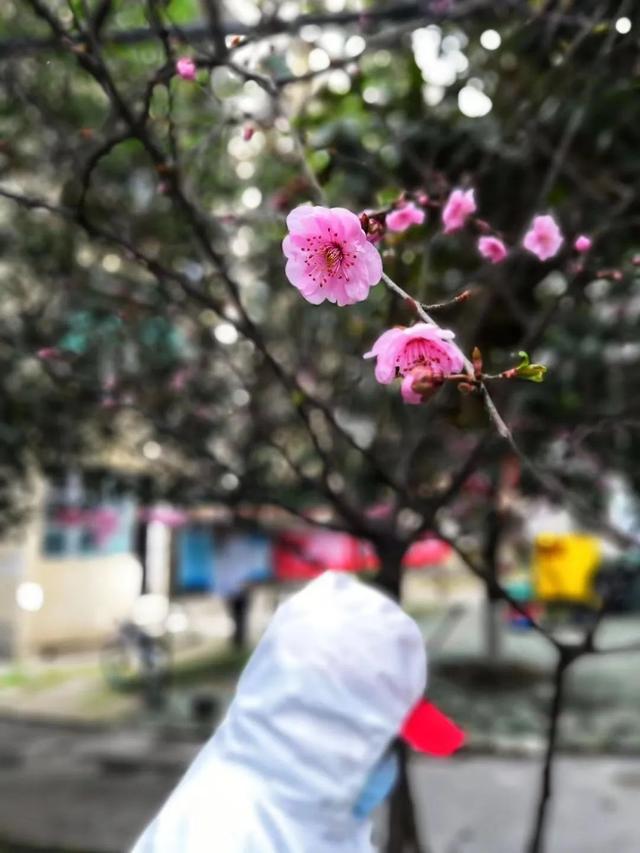 春风得意樱花开，只盼与君再相逢