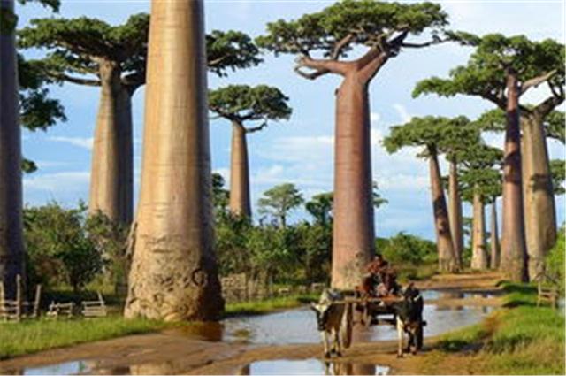 马达加斯加：非洲唯一黄种人国家，旅游圣地人均GDP却为全球倒数