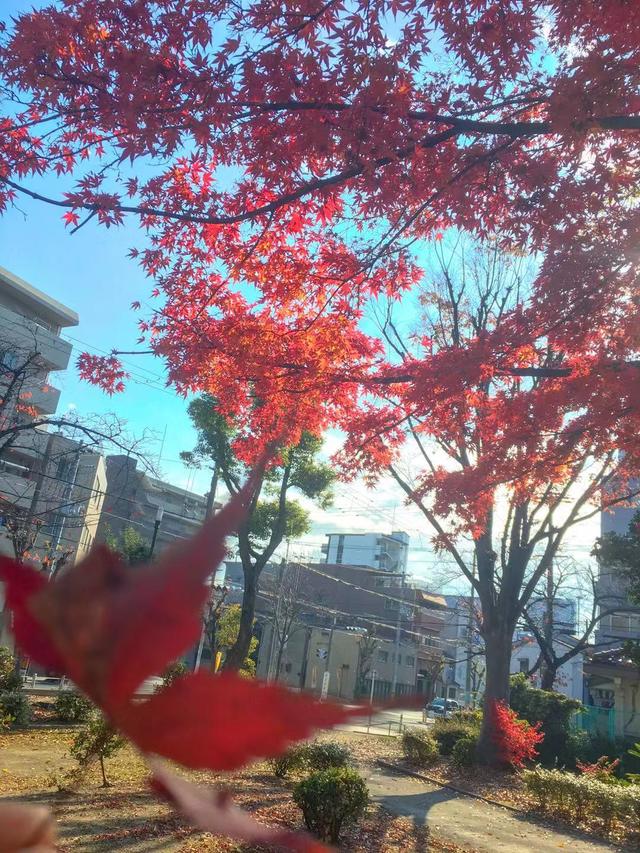 1413元5天4晚玩大阪!怎么做到的?