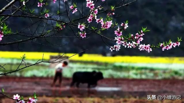 阳春三月的玉山-漏底 绿意盎然漫山遍野，桃花竞相开放，美不胜收