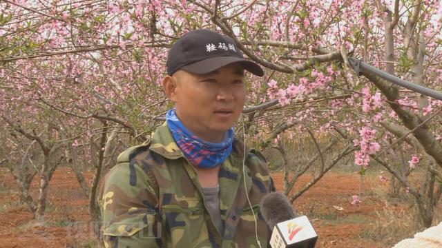 普者黑桃花开啦 周末赏花去