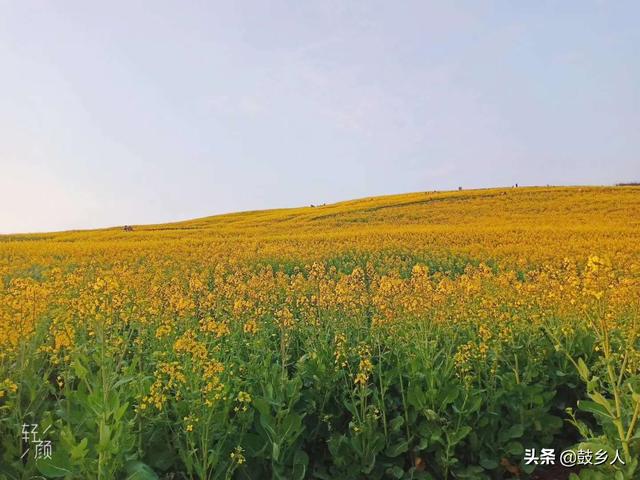油菜花开了，可惜没有游客来欣赏