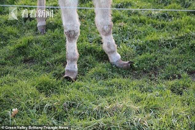 農場廢棄動物們在垃圾堆中生活 馬腳指甲長太長站不起來臥地等死