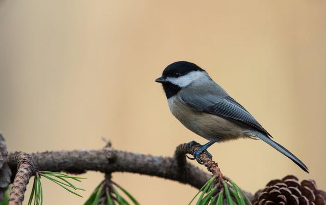 为何有人喜欢收集美国车牌,盘点全美50个州车牌,看完你也想收集