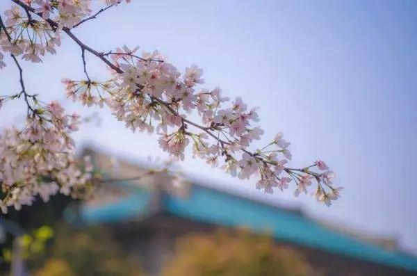 春风得意樱花开，只盼与君再相逢