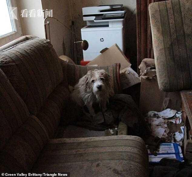 農場廢棄動物們在垃圾堆中生活 馬腳指甲長太長站不起來臥地等死