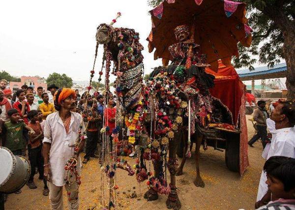 印度沙漠小镇，一集交易上万头骆驼，宰杀前眼中噙着泪水望着主人