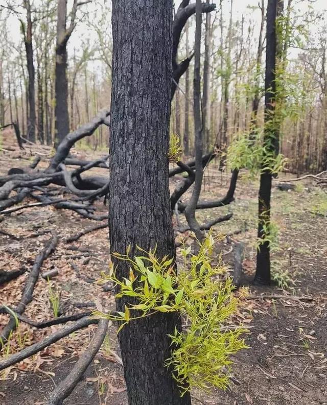 烧了四个月的澳洲现在万物复苏了，终于知道为什么不尽力灭火了