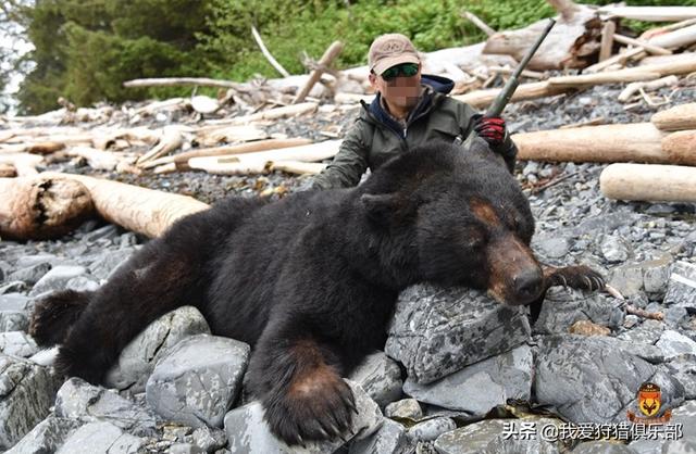 阿拉斯加熊狩猎故事游记