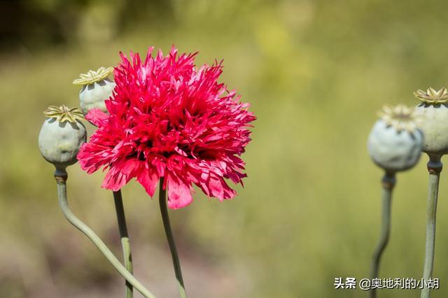 欧洲面包又干又硬？那是吃法不对，赶紧学会地道的欧包吃法