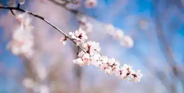 春风得意樱花开，只盼与君再相逢