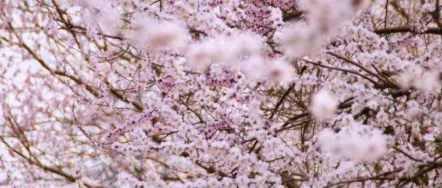 春风得意樱花开，只盼与君再相逢