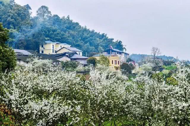 半山李花满山雪，构成了重庆春日最唯美的画卷