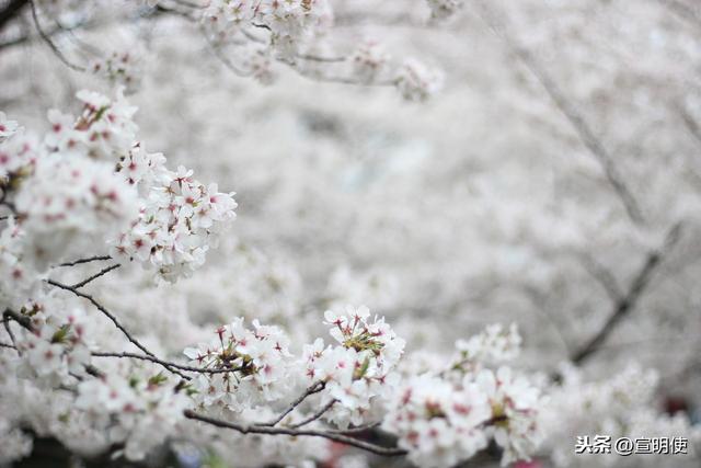 听说武汉大学的樱花已经开了，网友想哭……