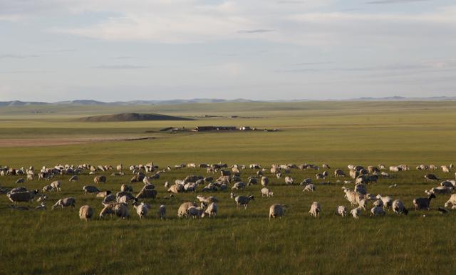蒙古國送3萬只羊，背後的故事，“名利雙收”不爲過