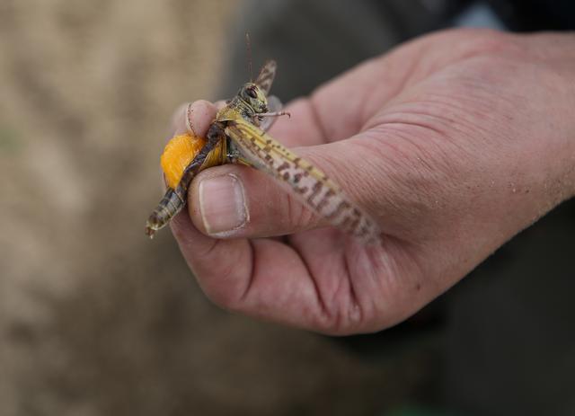 中国专家千里追蝗