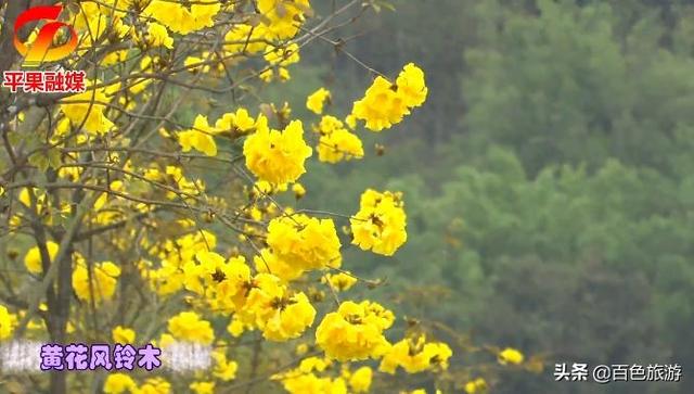 紫荆花、黄花风铃木、木棉花……百色这个地方早已花开成海！