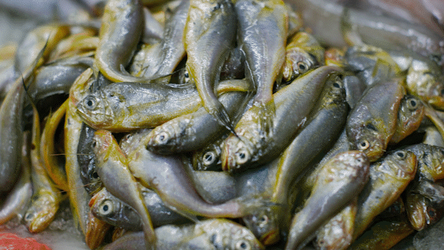 沒去過舟山,沒資格聊海鮮