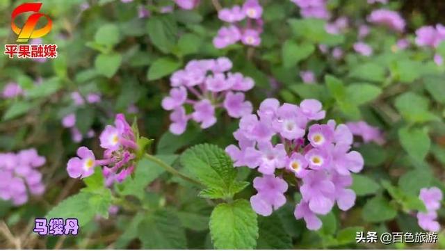 紫荆花、黄花风铃木、木棉花……百色这个地方早已花开成海！