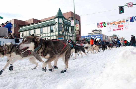 到此一游｜两千公里的长途跋涉，与雪橇犬并肩同行