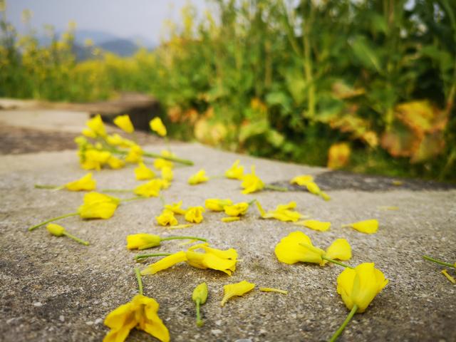 龙陵镇安：油菜花开，春日到