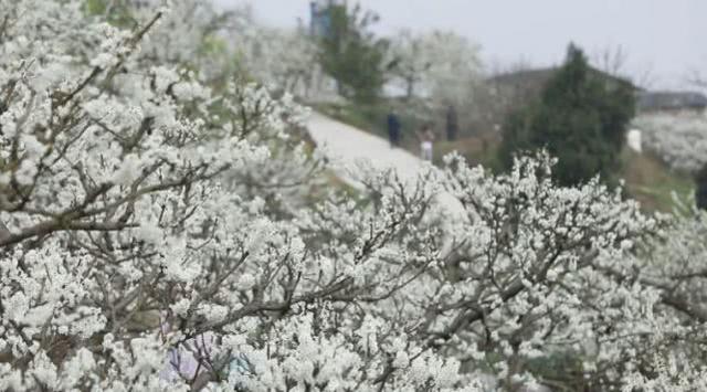 半山李花满山雪，构成了重庆春日最唯美的画卷