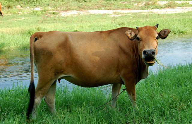 在印度牛被视为圣物不可以吃牛肉，最后牛都是怎么处理的？