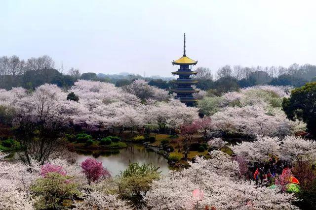 春风得意樱花开，只盼与君再相逢