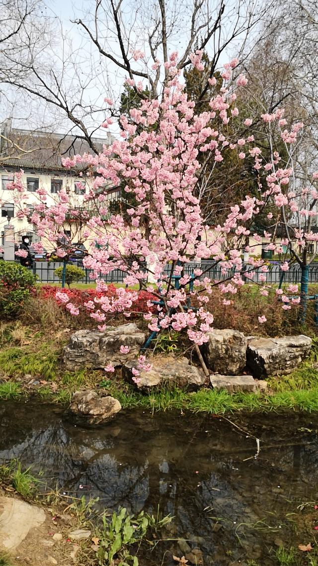 提前赏樱啦，春暖花开鸡鸣寺休闲公园，“初美人”花儿相当美