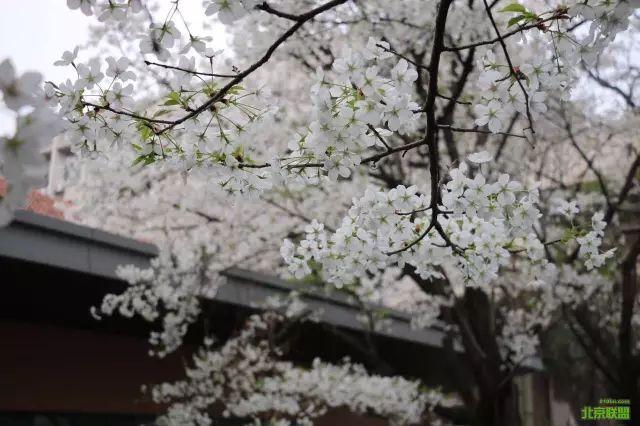 春风得意樱花开，只盼与君再相逢
