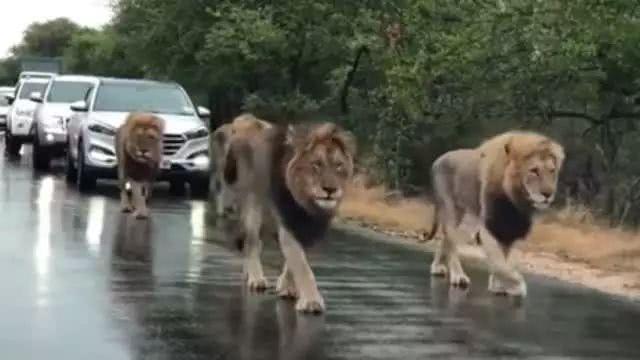 爲什麽非洲大草原看獅子用敞篷車，而國內虎園看虎卻用封閉鐵籠車