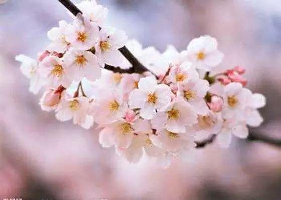 春风得意樱花开，只盼与君再相逢