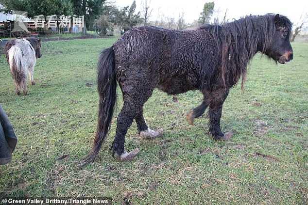 農場廢棄動物們在垃圾堆中生活 馬腳指甲長太長站不起來臥地等死