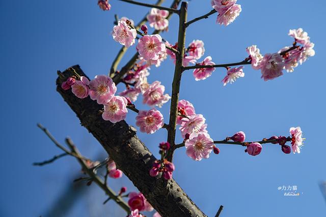 惊蛰到，春天来，明城墙遗址梅花盛开