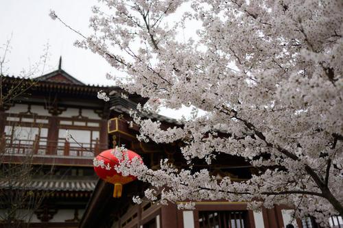 （三秦胜迹）长安青龙寺：“青龙依旧在，几度夕阳红”