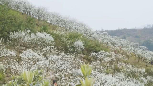 半山李花满山雪，构成了重庆春日最唯美的画卷