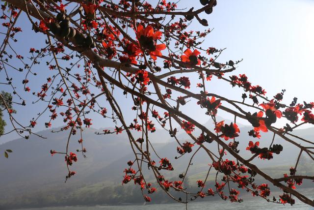 寒山江畔相映红，锦绣河山拂春风