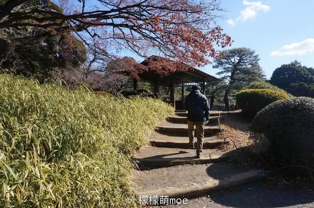 日本樱花季来了，中国游客不敢去，日本人的赏樱仪式感憋不住了