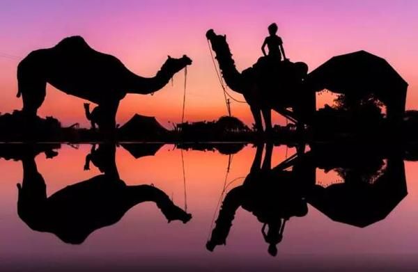 印度沙漠小镇，一集交易上万头骆驼，宰杀前眼中噙着泪水望着主人