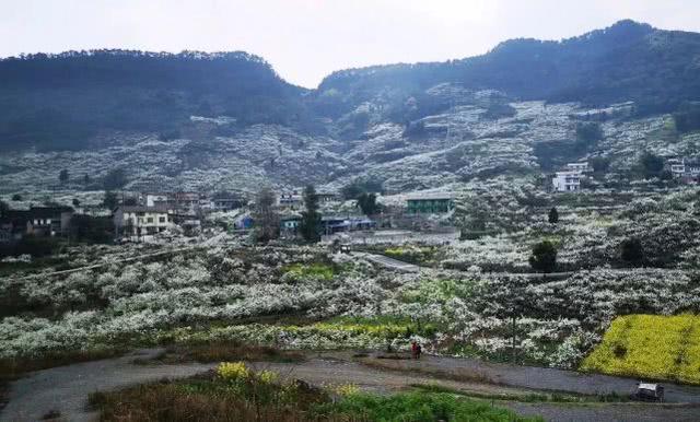 半山李花满山雪，构成了重庆春日最唯美的画卷