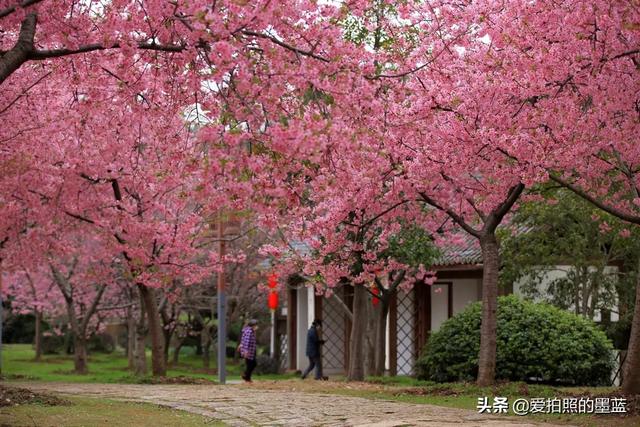 疫情下的无锡鼋头渚樱花悄悄盛开，没有了人头攒动却有点难过