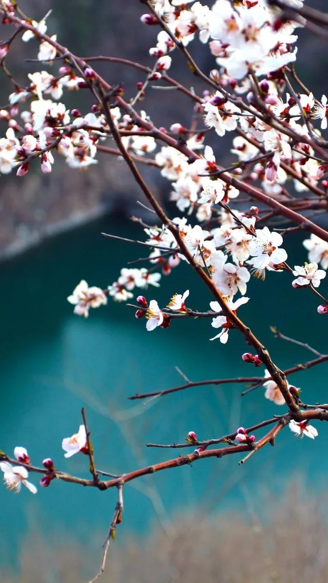 44張照片告訴你，中國的春天有多美