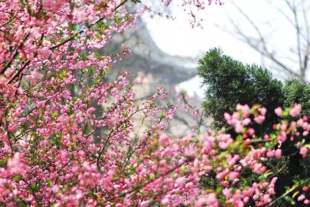 春风得意樱花开，只盼与君再相逢