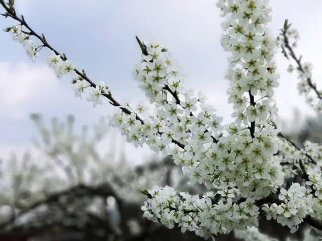 半山李花满山雪，构成了重庆春日最唯美的画卷