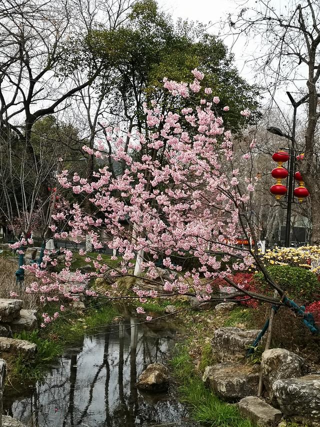 提前赏樱啦，春暖花开鸡鸣寺休闲公园，“初美人”花儿相当美