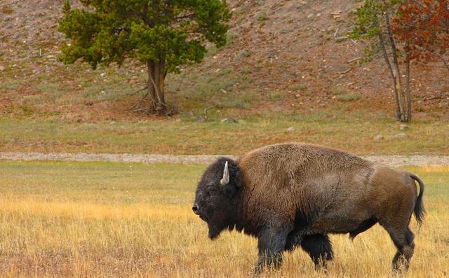 在印度牛被视为圣物不可以吃牛肉，最后牛都是怎么处理的？