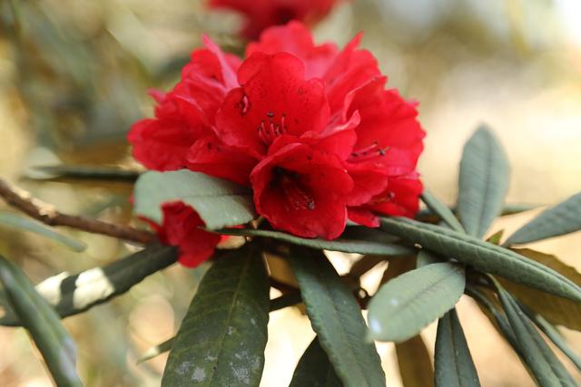 寒山江畔相映红，锦绣河山拂春风