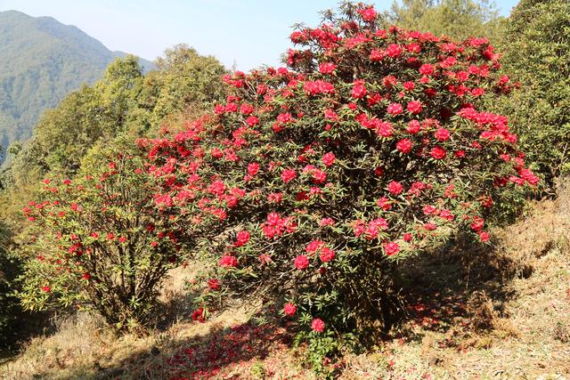 寒山江畔相映红，锦绣河山拂春风
