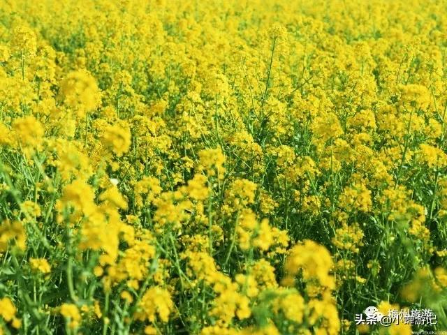 春天的兴宁月形山，金黄的油菜花 已绽放，快来感受这春天的气息