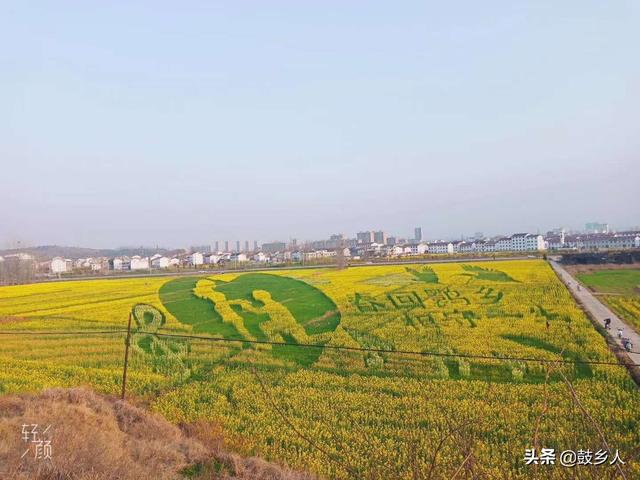油菜花开了，可惜没有游客来欣赏